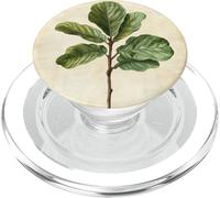 Pianta illustrazione scientifica vintage fico foglia violino PopSockets PopGrip per MagSafe