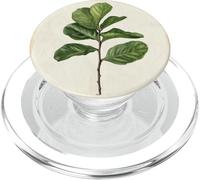 Pianta illustrazione scientifica vintage fico foglia violino PopSockets PopGrip per MagSafe