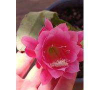 pianta lingua di suocera Epiphyllum Roman Holiday (fiore fucsia) - vaso Ø10 cm