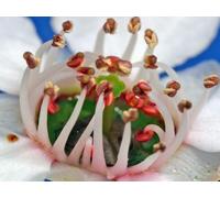 pianta MANUKA Leptospermum scoparium High-NPA-Westland seme da Nuova Zelanda