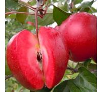 PIANTA MELO POLPA ROSSA FITOCELLA BALLOT, 100-120 CM