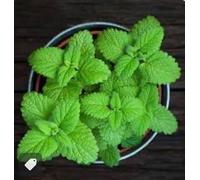 Pianta menta bellissima Terre di Romagna