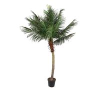 Pianta Palma C-Vaso 18Foglie H210