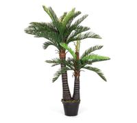 Pianta Palma C-Vaso 36Foglie 2Tr H150