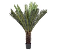 Pianta Palma Cycas C-Vaso 28Foglie H120