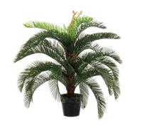 Pianta Palma Cycas C-Vaso 30Foglie H100