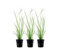 Pianta per Acquario 3 Pezzo Cyperus Helferi Piante Aquaone Pentola Nr.333A Set