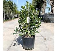 Pianta Pittosporo Tobira