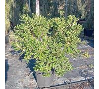 Pianta Pittosporo Tobira