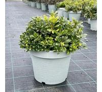 Pianta Pittosporo Tobira Nano