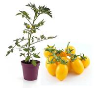 Pianta Pomodorino Ciliegino Giallo in Vaso | Pomodori Dolci e Colorati per Balcone e Giardino | Alta Produzione | Pianta da Orto Facile da Coltivare | Ideale per Insalate e Decorazione Piatti