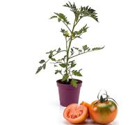 Pianta Pomodoro Camone in Vaso | Pomodorini Sardi dal Gusto Intenso e Croccante | Pianta Orto Facile da Coltivare per Balcone e Giardino | Produzione Abbondante | Ideale per Coltivazione Domestica