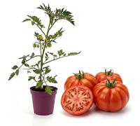 Pianta Pomodoro Cuor di Bue Albenga in Vaso | Pianta Ortaggio da Orto e Balcone | Produzione Frutti Grandi e Carnosi | Facile da Coltivare | Varietà Italiana Pregiata