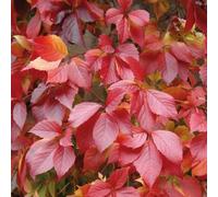 Pianta rampicante a cinque foglie 2L - È una vite alta e auto-aggrappante