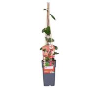 Pianta Rampicante Lonicera Belgica, per Muri e Pergole, Rosso-Bianco, Ø15cm