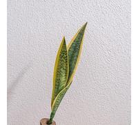 Pianta realistica a forma di serpente finta realizzata in materiale PVC per una decorazione interna senza sforzo in spazi abitativi, uffici e bagni, verde (A)