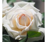Pianta ROSA BREVETTATA ANGGUN ® MEILLAND bianca panna vera PROFUMATA vaso19