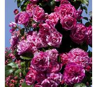 Pianta ROSA BREVETTATA INES SASTRE ® RAMPICANTE bianca rosa MEILLAND vera