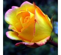 Pianta ROSA BREVETTATA MME A PEACE Gioia Pace ® MEILLAND Gialla vera PROFUMATA