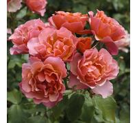 Pianta ROSA JEAN COCTEAU ® MEILLAND rosa/arancione in vaso 19 cm AMDGarden