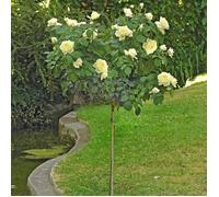 Pianta ROSA JEANNE MONREAU ®MEILLAND BIANCA ad ALBERELLO h 120 cm profumata AMDG