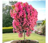 Pianta ROSA LES QUATRE SAISONS® alberello ROSA MEILLAND PIANGENTE vaso 24 FOTO
