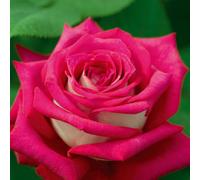 Pianta ROSA MONICA BELLUCCI ® MEILLAND rosa/bianca vera PROFUMATA AMDGarden