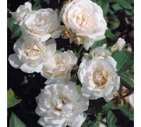 Pianta ROSA QUEEN ELISABETH ® MEILLAND bianca vera vaso 19 cm AMDGarden