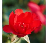 Pianta Rosa Senza Spine - Rosa "Michele Cantatore" ®