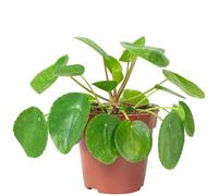 Pianta Ufop - Pilea peperomioides - altezza ca. 20 cm, diametro vaso 14 cm