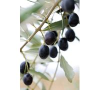 pianta Ulivo albero di Olivo varietà dolci da Mensa da mangiare pianta vera