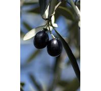 pianta Ulivo albero di Olivo varietà dolci da Mensa da mangiare pianta vera