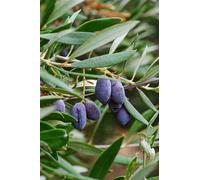 pianta Ulivo albero di Olivo varietà dolci da Mensa da mangiare pianta vera