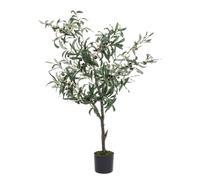 Pianta Ulivo C-Vaso 492Foglie H120