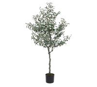 Pianta Ulivo C-Vaso 984Foglie H150