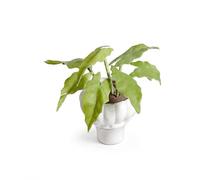 Pianta Vaso Miniatura per, Pianta verde in vaso | composito, Finto fiore miniatura, Nelle gioco, Per nisti adulti
