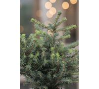 Pianta vera di Abete Picea Omorika Karel conifera nana ornamentale da esterno