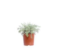 Pianta vera di Achillea Crithmifolia tappezzante rustica ornamentale da esterno