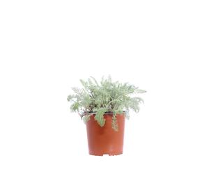 Pianta vera di Achillea Crithmifolia tappezzante rustica ornamentale da esterno