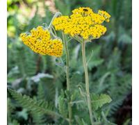 Pianta vera di Achillea filipendulina "Coronation Gold" - Diametro Vaso Ø 13 cm