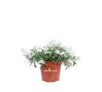 Pianta vera di Alisso Alyssum fiori vari colori ornamentale da esterno
