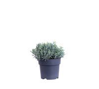 Pianta vera di Andromeda Polifolia Blue Ice fiore rosa ornamentale da esterno