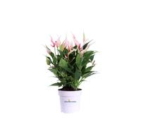 Pianta vera di Anturio Anthurium Lilli fiore rosa ornamentale da arredo interno