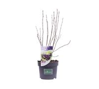 Pianta vera di Aronia Prunifolia Viking frutti di bosco commestibile da esterno