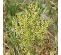 Pianta vera di Artemisia annua - Diametro Vaso Ø 16 cm