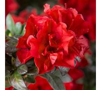 Pianta vera di Azalea Encore "Autumn Fire" - Diametro Vaso Ø 24 cm