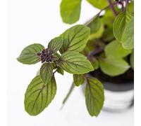 Pianta vera di Basilico "Blue Magic" - Diametro Vaso Ø 13 cm