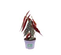 Pianta vera di Begonia Maculata ornamentale foglie maculate da arredo interno