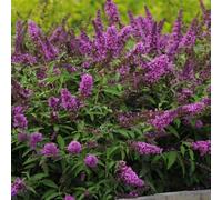 Pianta vera di Buddleja davidii "Free Petite Tutti Frutti" - Diametro Vaso Ø 18 cm