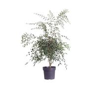 Pianta vera di Camelia diverse varietà pianta ornamentale da esterno fiori vari colori venduta da eGarden.store (Rosthorniana Cupido v.19 cm)